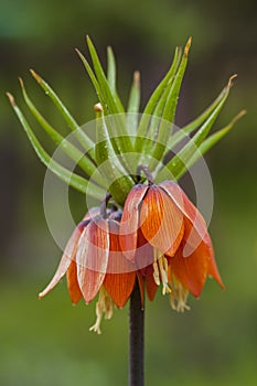 Crown imperial in garden.