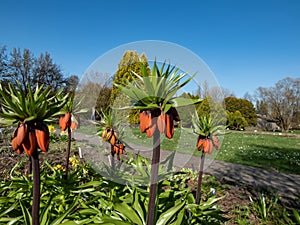 The crown imperial or imperial fritillary(Fritillaria imperialis) bearing a downward facing orange-red flowers