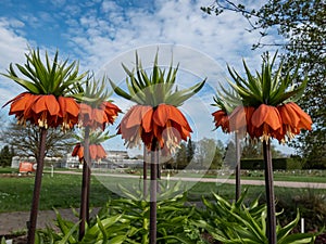 The crown imperial or imperial fritillary (Fritillaria imperialis) bearing a downward facing orange-red flowers