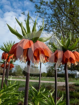 The crown imperial or imperial fritillary (Fritillaria imperialis) bearing a downward facing orange-red flowers