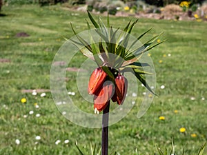 The crown imperial, imperial fritillary or Kaiser\'s crown (Fritillaria imperialis) that bears orange-red flower