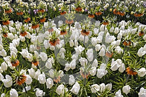 Crown imperial, imperial fritillary or Kaiser's crown (Fritillaria imperialis), Keukenhof flower garden,Netherlands