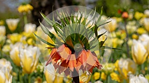 Crown Imperial lily at Keukenhof Gardens, Lisse, Netherlands. Keukenhof is known as the Garden of