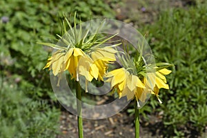 Crown imperial Lutea