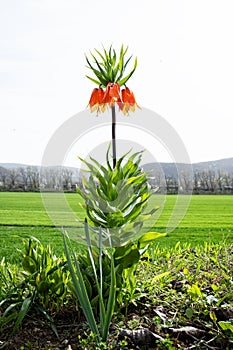 Crown imperial plant (Fritillaria imperialis), Slovakia, seasonal nature