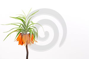 Crown imperial on a white background