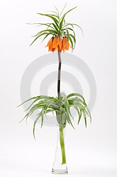 Crown imperial on a white background