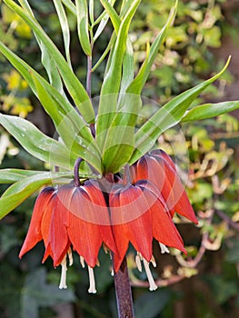 Crown Imperials (Fritillaria imperialis)