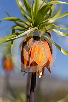 Crown Imperials, Kaiser's Crown, Fritillaria imperialis