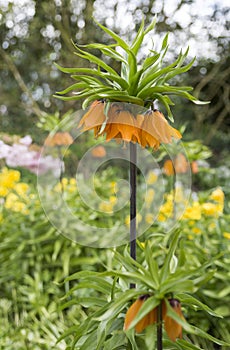 Crown Imperials, Kaiser`s Crown, Fritillaria imperialis