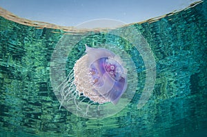 Crown jelly fish swims in clear water and has refection on seurface