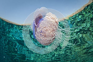 crown jelly fish swims in clear water and has refection on seurface