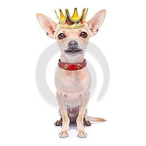 Crown king dog