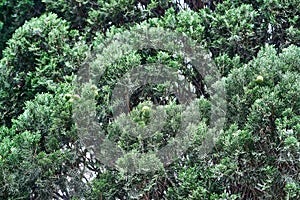 Crown of large cypress tree in forest on sunny day closeup