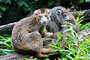 The crown lemur