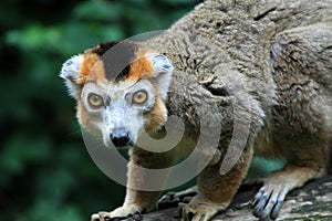 The crown lemur