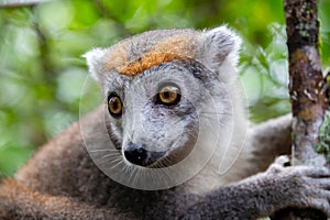 A crown lemur on a tree in the rainforest of Madagascar