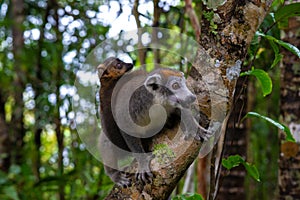 A crown lemur on a tree in the rainforest of Madagascar