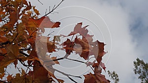 Crown maple in the autumn in the sky. Yellow maple leaves. The l