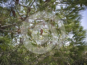 Crown of the maritime pine