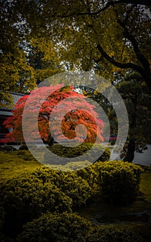 The Crown of the Old Tree in Autumn with Vivid Colors in Portland Garden