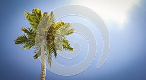 The crown of the palm trees against the sky.