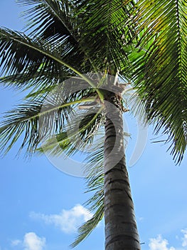 The crown of the palm trees against the sky.