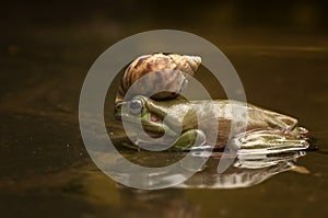 Crown snail