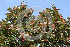 Crown of Sorbus aria with fruits against blue sky