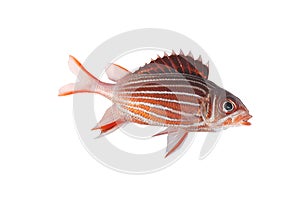 Crown squirrelfish isolate