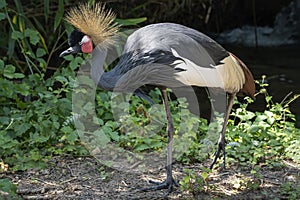 The crown of this stately Gray Crowned Crane is beautifully displayed in a bird park in Alphen aan den Rijn, the Netherlands