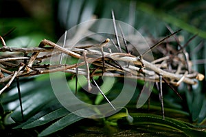Crown of thorns photo
