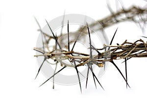 Crown of thorns photo