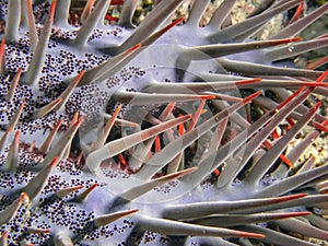 Crown of Thorns Acanthaster planci