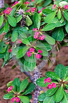 Crown of thorns bush in the garden