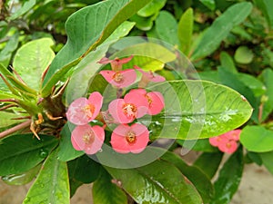 Crown of thorns Eupharbia milii