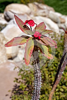 Crown of Thorns, or Euphorbia mili, plant in bloom