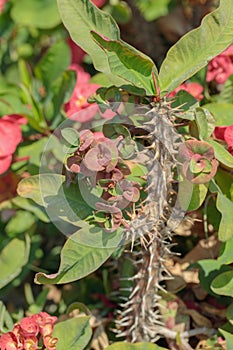 Crown of thorns (Euphorbia milii).