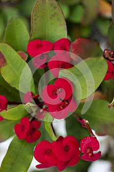 crown of thorns (euphorbia milii) flower