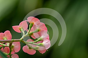 Crown of thorns (euphorbia milii) with gentle green background seen from behind