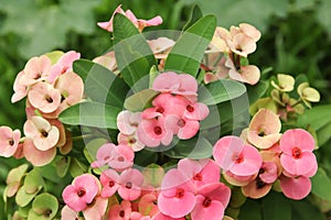 Crown Of Thorns Or Euphorbia Milii Plant