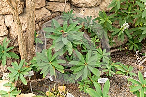 Crown or thorns or Euphorbia Milii plant in Zurich in Switzerland