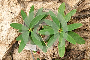 Crown or thorns or Euphorbia Milii plant in Zurich in Switzerland