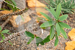 Crown or thorns or Euphorbia Milii plant in Zurich in Switzerland