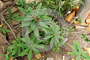 Crown or thorns or Euphorbia Milii plant in Zurich in Switzerland