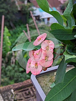 Crown of Thorns (Euphorbia splendens) Nicaragua