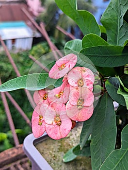 Crown of Thorns (Euphorbia splendens) Nicaragua