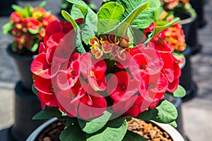 Crown of Thorns flower