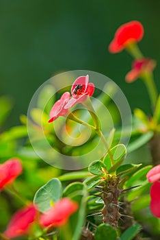 Crown Of Thorns Flower