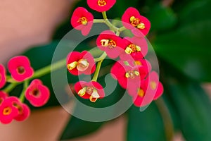 Crown of thorns flower, Christ plant, Christ thorn, Euphorbia milii